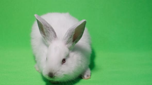 White Rabbit on a Green Background Chromakey