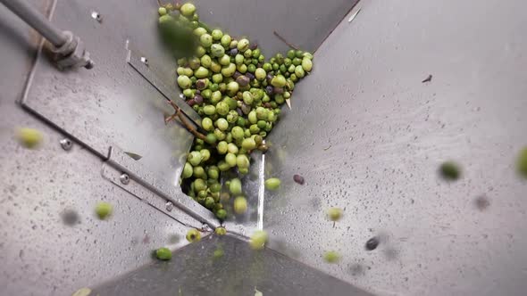 Olives falling in the crusher- South of Italy- Olive oil Mill- slow motion