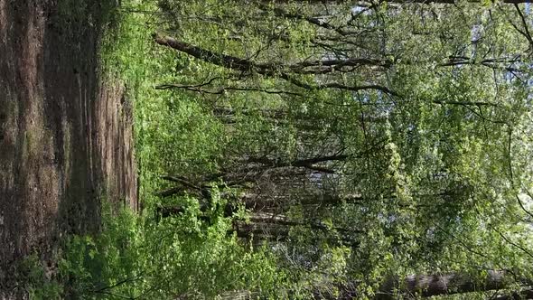 Vertical Video of Green Forest During the Day