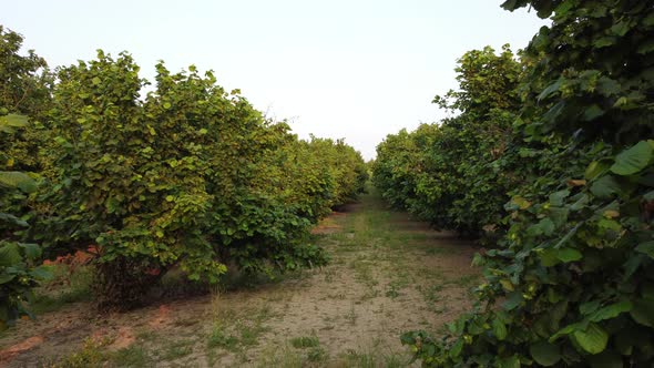 Hazelnut agriculture organic cultivation field