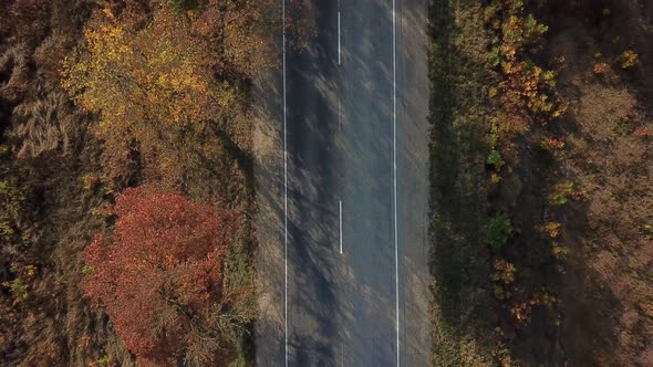 Drone's Eye Autumn Road: Aerial Top Down View of Lane Between Foliage Tree