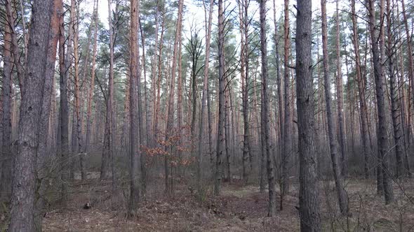 Trees in a Pine Forest During the Day Aerial View