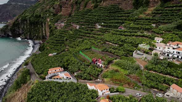 Banana Trees Plantation on Madeira Island