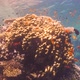 Tropical Fish on Vibrant Coral Reef - VideoHive Item for Sale