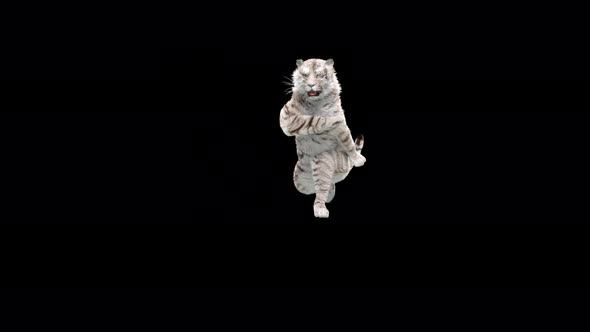 White Tiger Dancing 4K