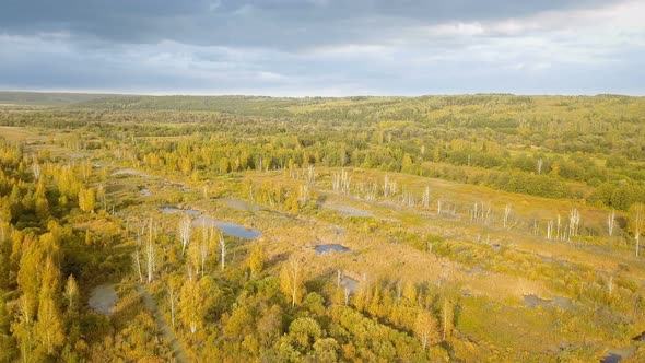 Autumn Nature Forest