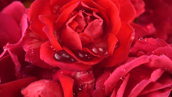 Falling drops of water on the buds of red roses.