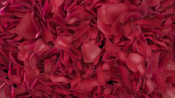 Rose Petals Transition 02 HD