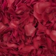Rose Petals Transition 02 HD - VideoHive Item for Sale
