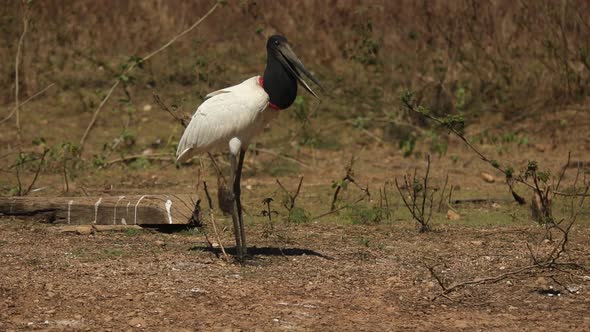 A Jabiru - a large stork bird with a huge bill walks along the Brazilian Pantanal