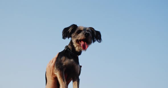 Curious Schnauzer Dog with Tongue Hanging Out Looking Around in Hands of Unrecognizable Person