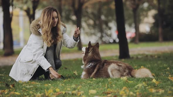 Woman Playing with a Dog Husky in Park at the Autumn Day, Slow Motion