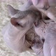 Mother Canadian Sphynx Cat Breed Sitting and Breastfeeding Kittens - VideoHive Item for Sale