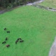 Horses in the Meadow On Sunny Day - VideoHive Item for Sale