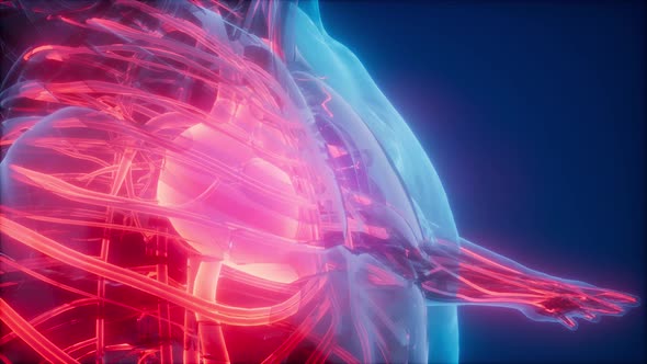 Blood Vessels of Human Body alt