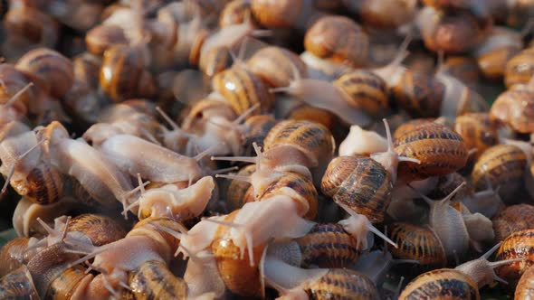 Live Snails on the Farm. A Source of Delicious Food and Protein