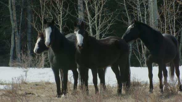 Black horses looking at camera eye contact