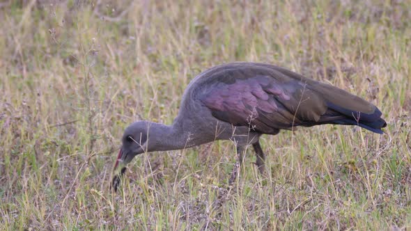 Hadada ibis in Waterberg