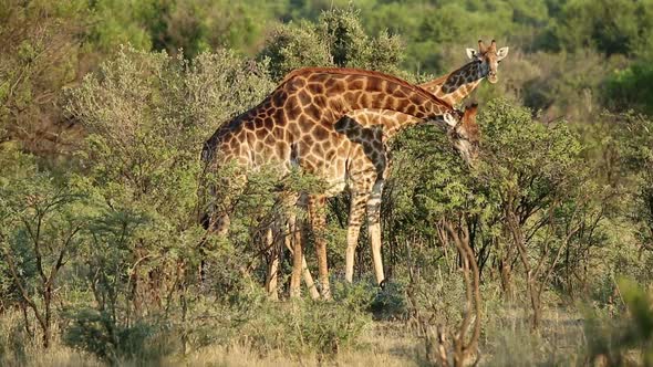 Giraffes Feeding In Natural Habitat