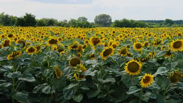 Sunflowers in the Field Lots of Beautiful Helianthus in Vibrant Colors