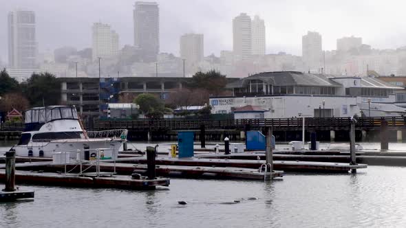 A group of sea lions swimming at the famous Pier 39 landmark on an overcast rainy day in harbour mar