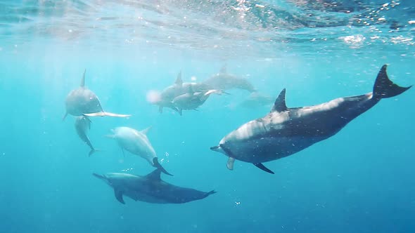 Flock of dolphins swimming in azure seawater