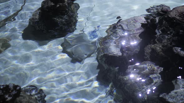 Angel Shark in Aquarium you Can See It's Stomach As It Stand