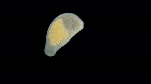 The Flatworm Macrostomum Sp. Under a Microscope, of the Family Macrostomidae