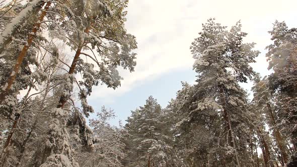 Incredibly beautiful winter nature. Wonderful winter forest. Snowing. Wind and snow in the forest