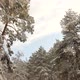 Incredibly beautiful winter nature. Wonderful winter forest. Snowing. Wind and snow in the forest - VideoHive Item for Sale