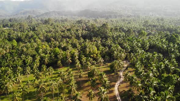 Aerial Drone View, Island Landscape, Coconut Palm Plantations, Thailand