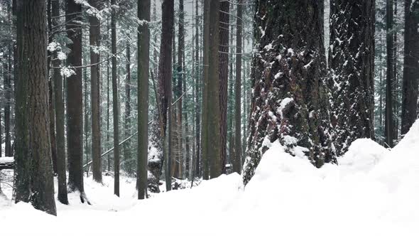 Woodland In Deep Of Winter With Snow Falling