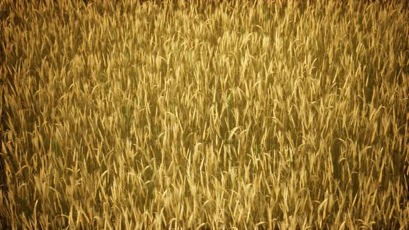 Ripe Yellow Rye Field Under Beautiful Summer Sunset Sky with Clouds alt