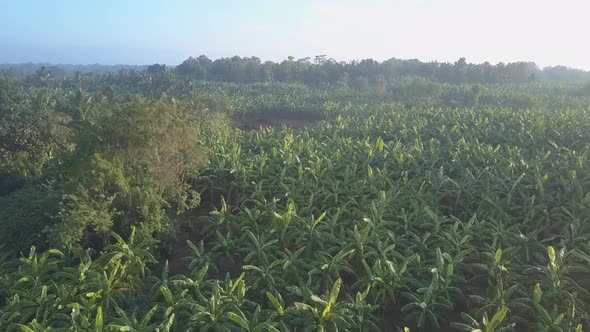 Sunrise in Udawalawe National Park with Banana Plantation