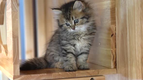 Cute Persian Playing On Cat Tower