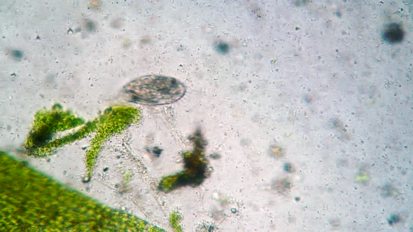 Ciliate Stylonychia Mytilus It Feeds in Water Populated By Numerous Bacteria Closeup