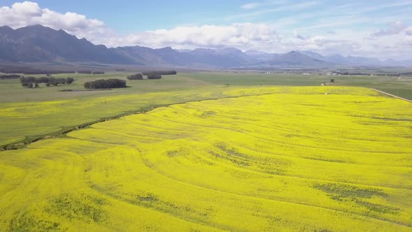 Aerial over bright yellow canola fields