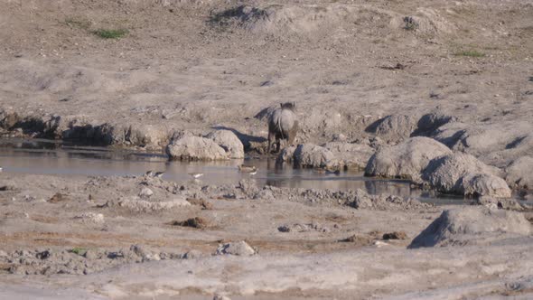 Warthog standing in the mud from a waterhole