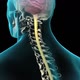 Spinal cord , normal intervertebral disc 3D animation - VideoHive Item for Sale