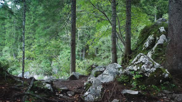 Beautiful Summer forest