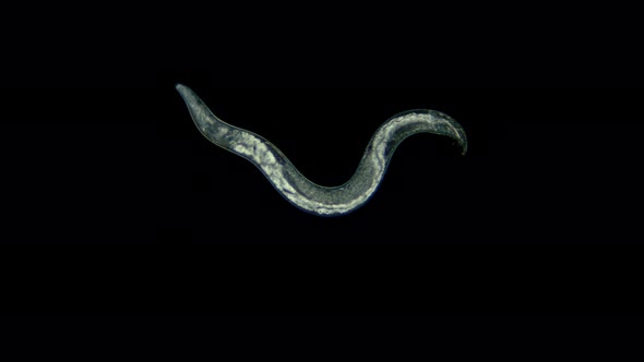 Nematode Worm Under a Microscope, Is a Parasite