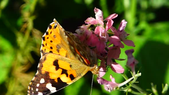 Butterfly and Flowers 6