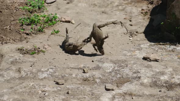 Mating Games of Lizards in the Rocks