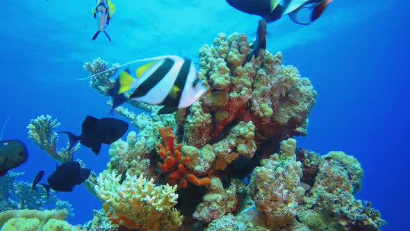 Underwater Colourful Scenery