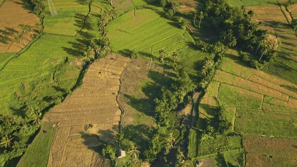 Aerial View Countryside Green Meadows and Palms