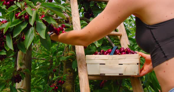 Picking Sweet Cherries in the Orchard