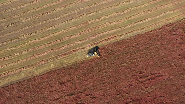 Combine Harvester Harvesting Cereal Grain Buckwheat In Rural Field Aerial View