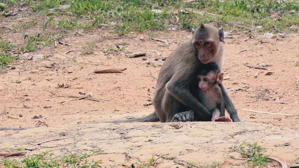 Macaque Monkey Protecting an Infant