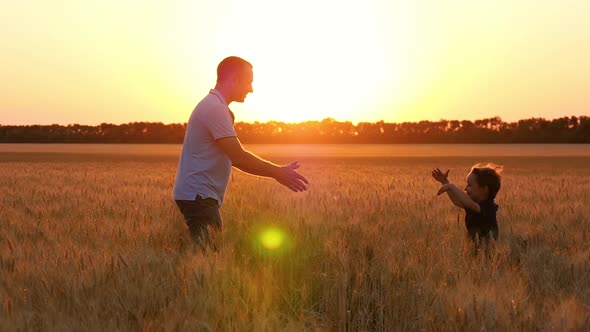 Happy Family: Father and Son Playing in a Wheat Field at Sunset. A Cute Little Boy Runs To His Dad