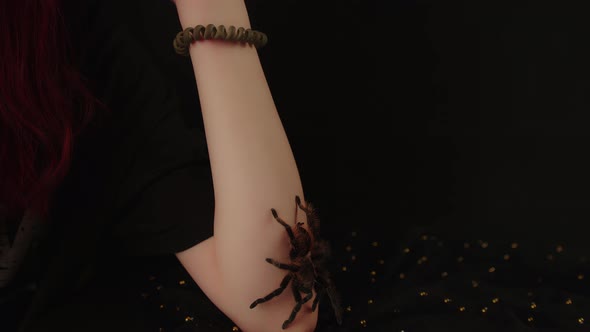 Big Spider on Young Girl's Hand